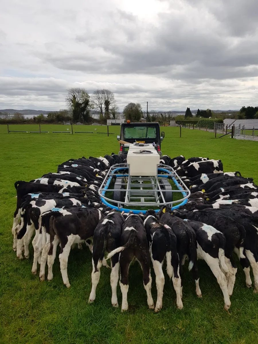 Calves feeding from a Gateswide mobile calf feeder in a field