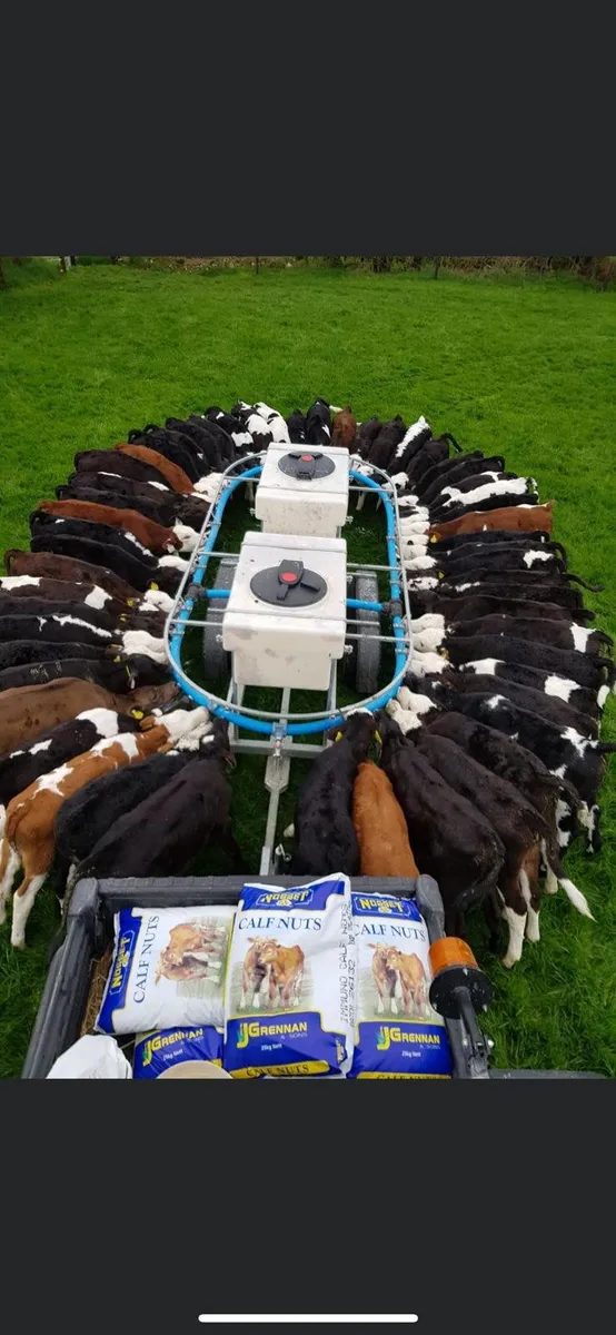 Calves gathered around a Gateswide mobile calf feeder at feeding time